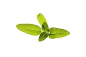 Smart-Home - Click & Grow Click and Grow - Smart Garden Refill 3-pack Garden Sage - SGR7X3