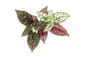 Smart-Home - Click & Grow - Smart Garden Refill 3-pack - Polka Dot Plant (SGR48X3) - SGR48X3