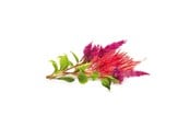 Smart-Home - Click & Grow Click and Grow - Smart Garden Refill 3-pack Cockscomb - SGR4X3