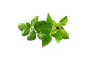 Smart-Home - Click & Grow Click and Grow - Smart Garden Refill 9-pack Basil Variety Mix - PPMBVX9