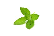 Smart-Home - Click & Grow Click and Grow Smart Garden Refill 3-pack - Holy Basil - SGR66X3