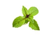 Smart-Home - Click & Grow Click and Grow Smart Garden Refill 3-pack - Cinnamon Basil - SGR71X3