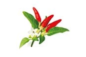 Smart-Home - Click & Grow Click and Grow Smart Garden Refill 3-pack - Red Hot Chili Pepper - SGR52X3