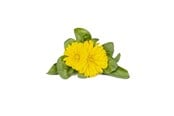 Smart-Home - Click & Grow Click and Grow Smart Garden Refill 3-pack - Calendula - SGR88X3