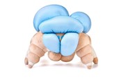 Merchandise - Numskull - Destiny: Screeb Hatchling - Teddybär & Kuscheltier - NS4269