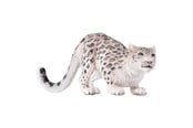 Figuren - Mojo - Wildlife Snow Leopard - 387243