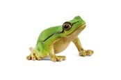 Schleich - Schleich Europäischer Laubfrosch - 14882