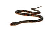 Figuren - Johntoy Snake Soft Touch 135cm - 26328