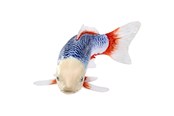 Figuren - Mojo Sealife Koi Carp - Asagi Koi - 381100
