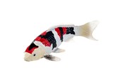Figuren - Mojo Sealife Koi Carp - Showa Sanshoku Koi - 381103