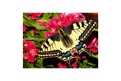 Puzzle - Ravensburger Jigsaw puzzle Colorful Animals Butterfly 500 pcs. Boden - 12001335
