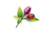 Gartengeräte - Click & Grow Smart Garden 9-pack refill - Purple Chili Pepper - SGR46X9