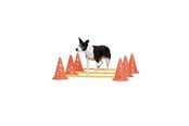 Hunde - Pawise - Agility Training Set 30 cm - 636.9010
