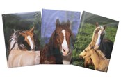 Papier, Fotopapier und Etiketten - Hobby Mate Notebook A5 126*180mm. Horse motif.100254 - 100254-H