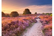 Puzzle - Ravensburger Pink Pathway (1000) - 12001763