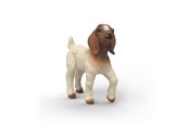 Schleich - Schleich Burenziegenjunges - 14930