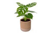 Einrichtung - Simiu GROWLOFT - Flower Pot Shelter With Drip Tray - Ivory - 8.2cm high - 5714255012125