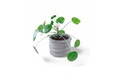 Einrichtung - Simiu CLAYLA - Flower pot cover 11.5 cm in diameter - 5714255012217