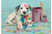 Puzzle - Clementoni Puzzle HQC The Funny Dalmatian 500 pieces Boden - 35150