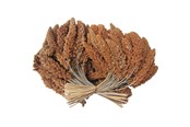 Vogelfutter, Snacks & Vitamine - Hobby First Røde hirsekolber 25 kg - 0599