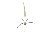 Einrichtung - Bloomingville Foxtail - 82061510