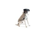 Hunde - Chill Kuzzi Beruhigender Hoodie, 35 cm, grau - 380431