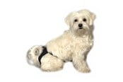 Hunde - KRUUSE BUSTER Sanitary Pants - Size 2 - Black - 286002