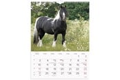 Kalender - Mayland Vægkalender Heste 2027 - 27066310