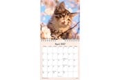 Kalender - Mayland Vægkalender mini Kattekillinger 2027 - 27066400