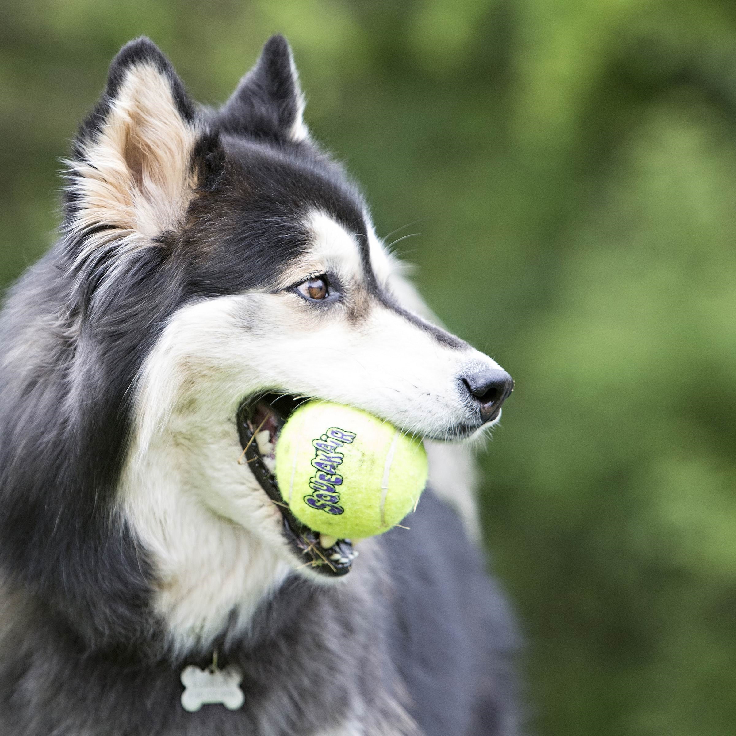 Kong Hundespielzeug Squeakair Ball Xlarge 10cm 340525