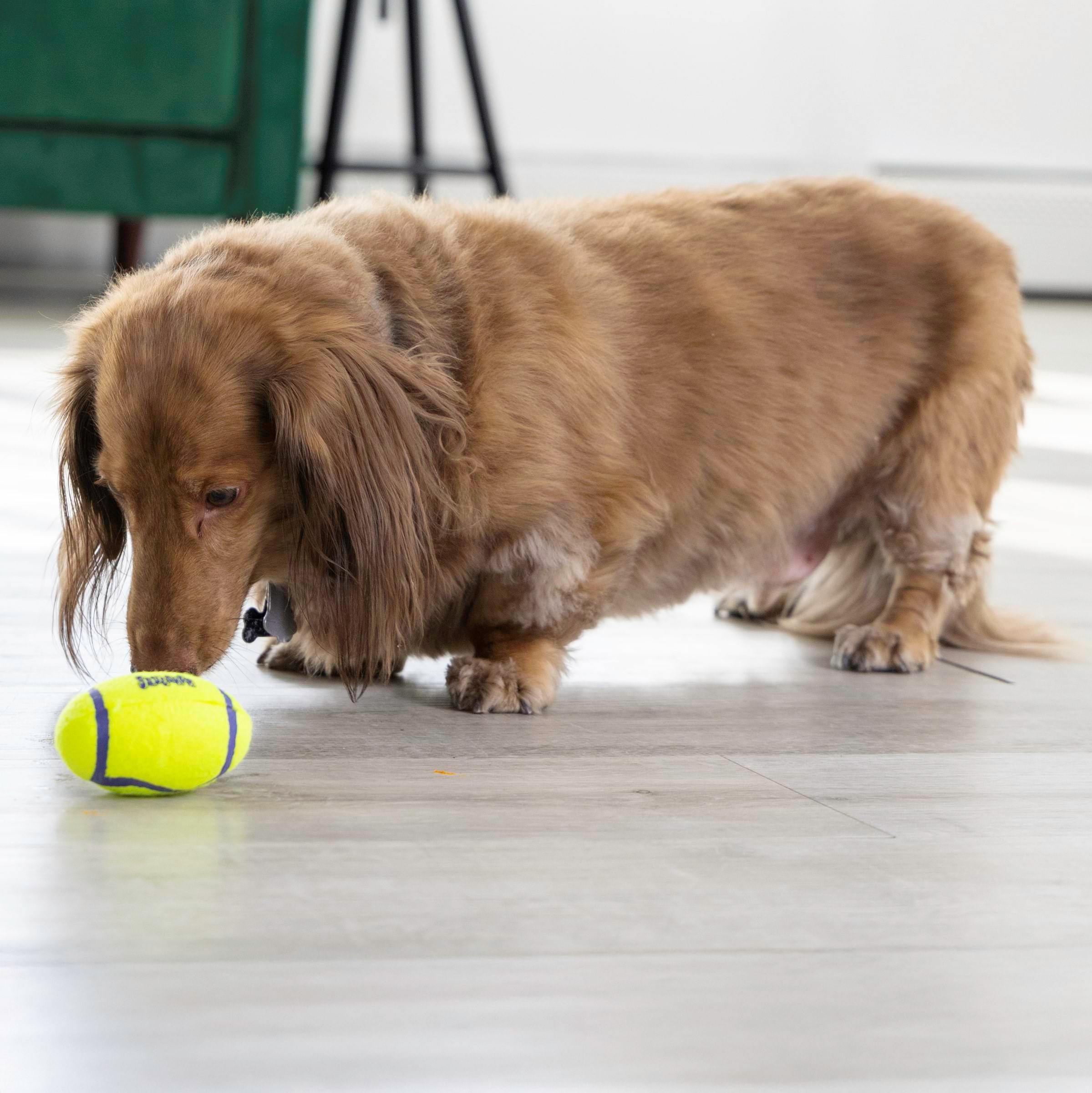 Kong Hundespielzeug Airdog Squeaker Football Small 8cm