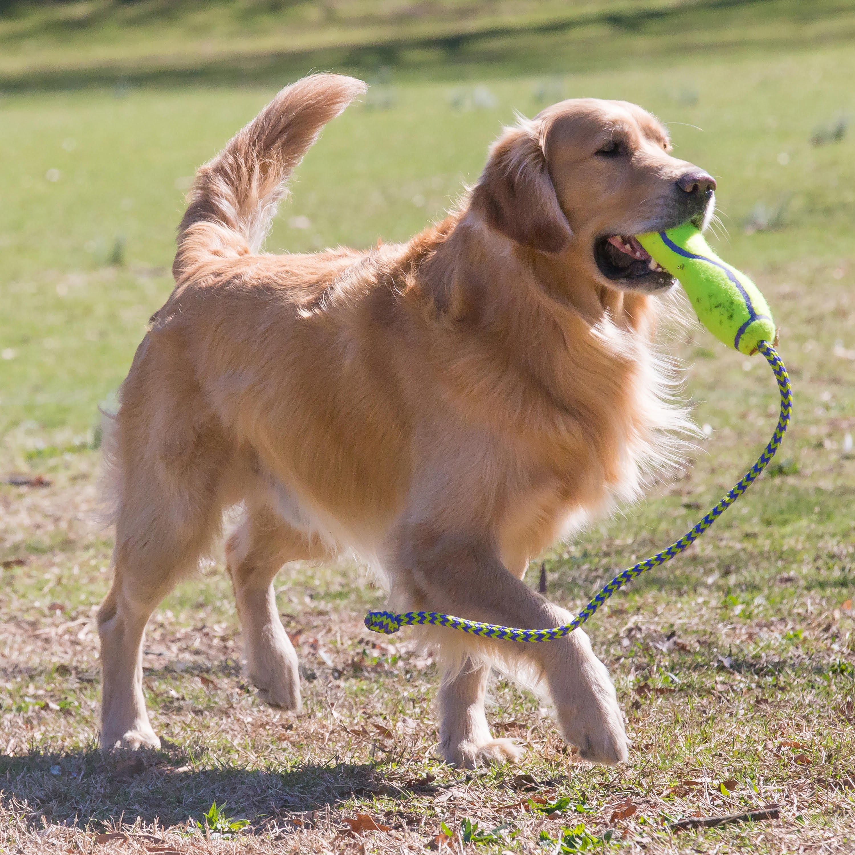 Kong Hundespielzeug Airdog Fetch Stick Mit Seil 340537