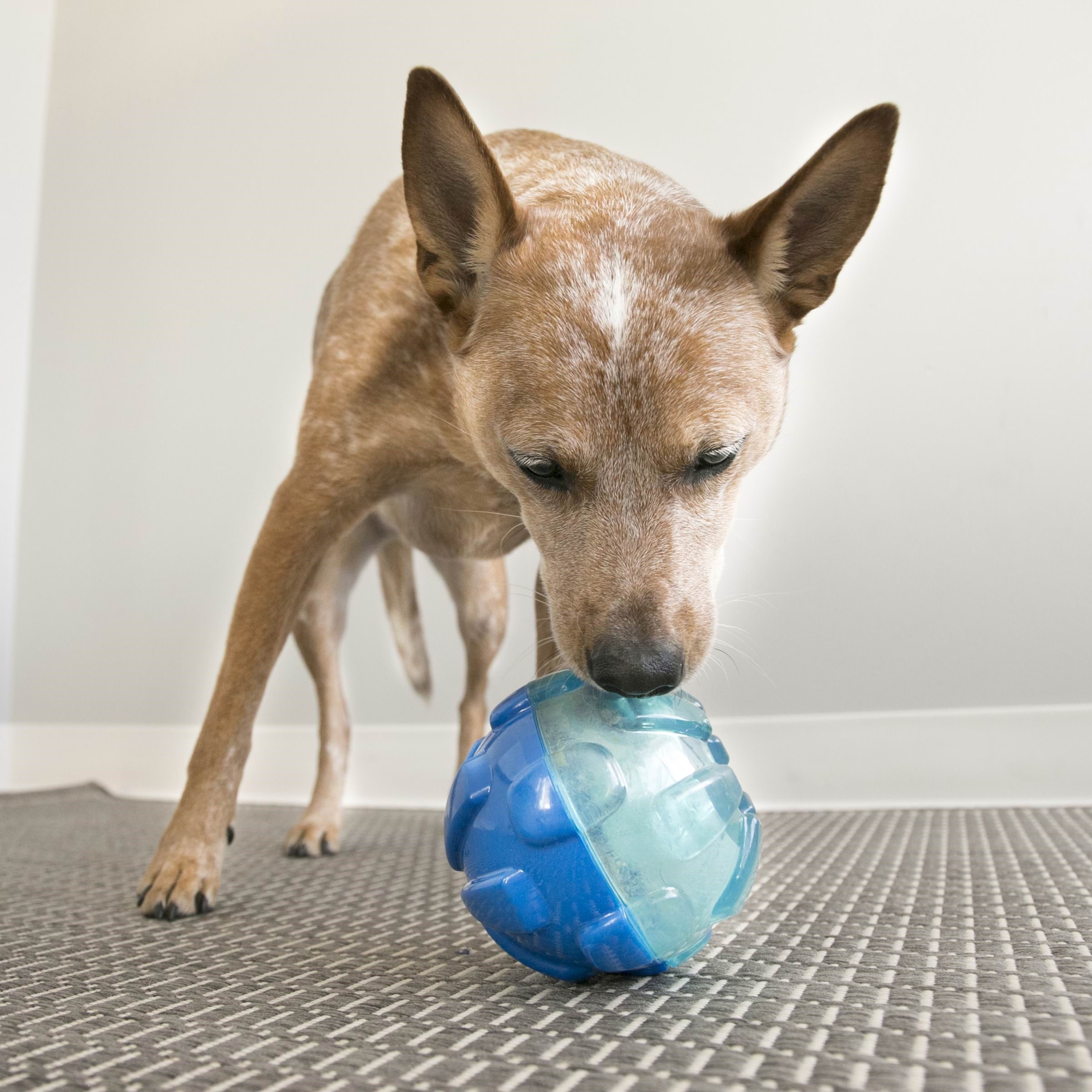 Kong Dog Toy Rewards Ball Large 12cm - Hunde