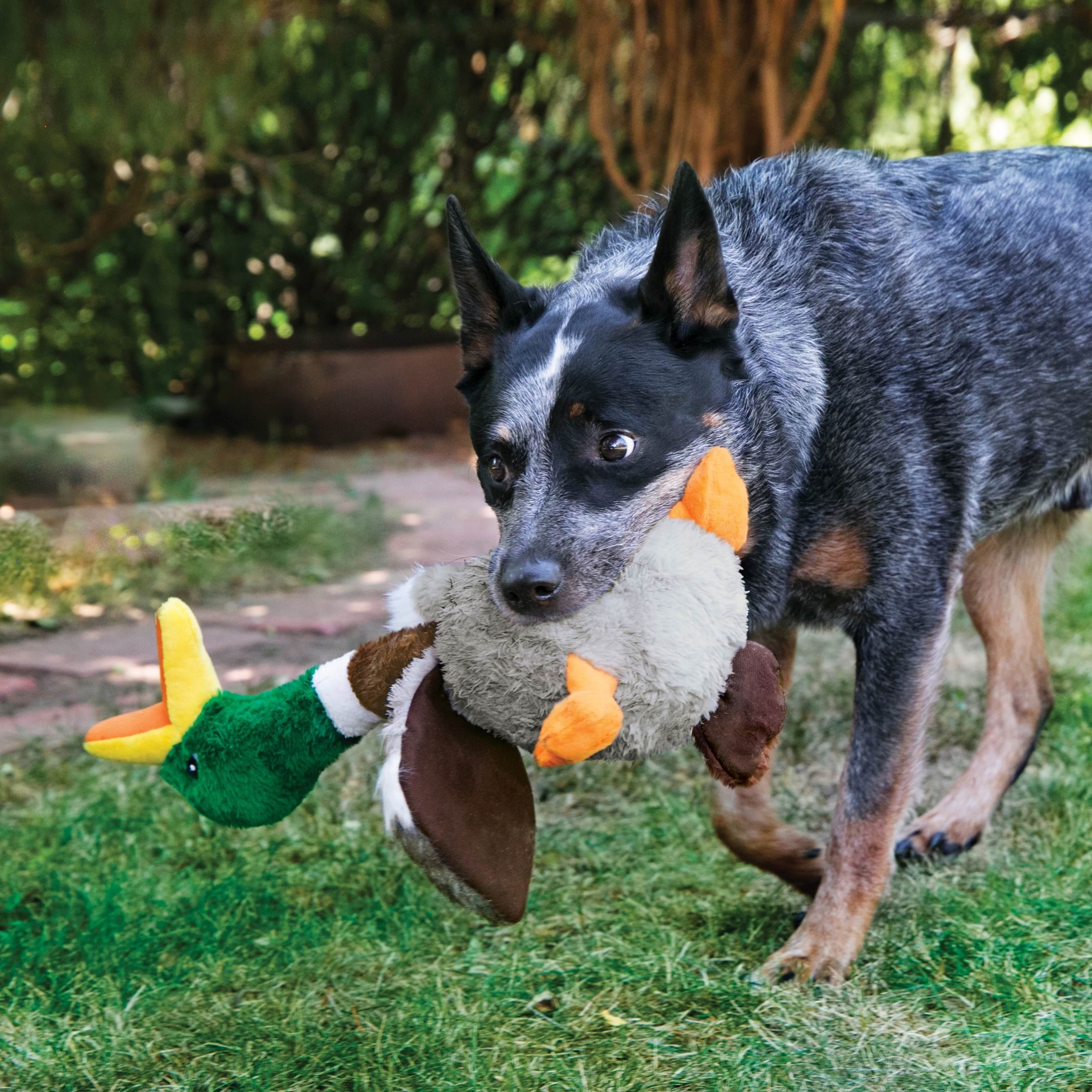 Kong Dog Toy Shakers Honkers Duck Large 45cm - Hunde