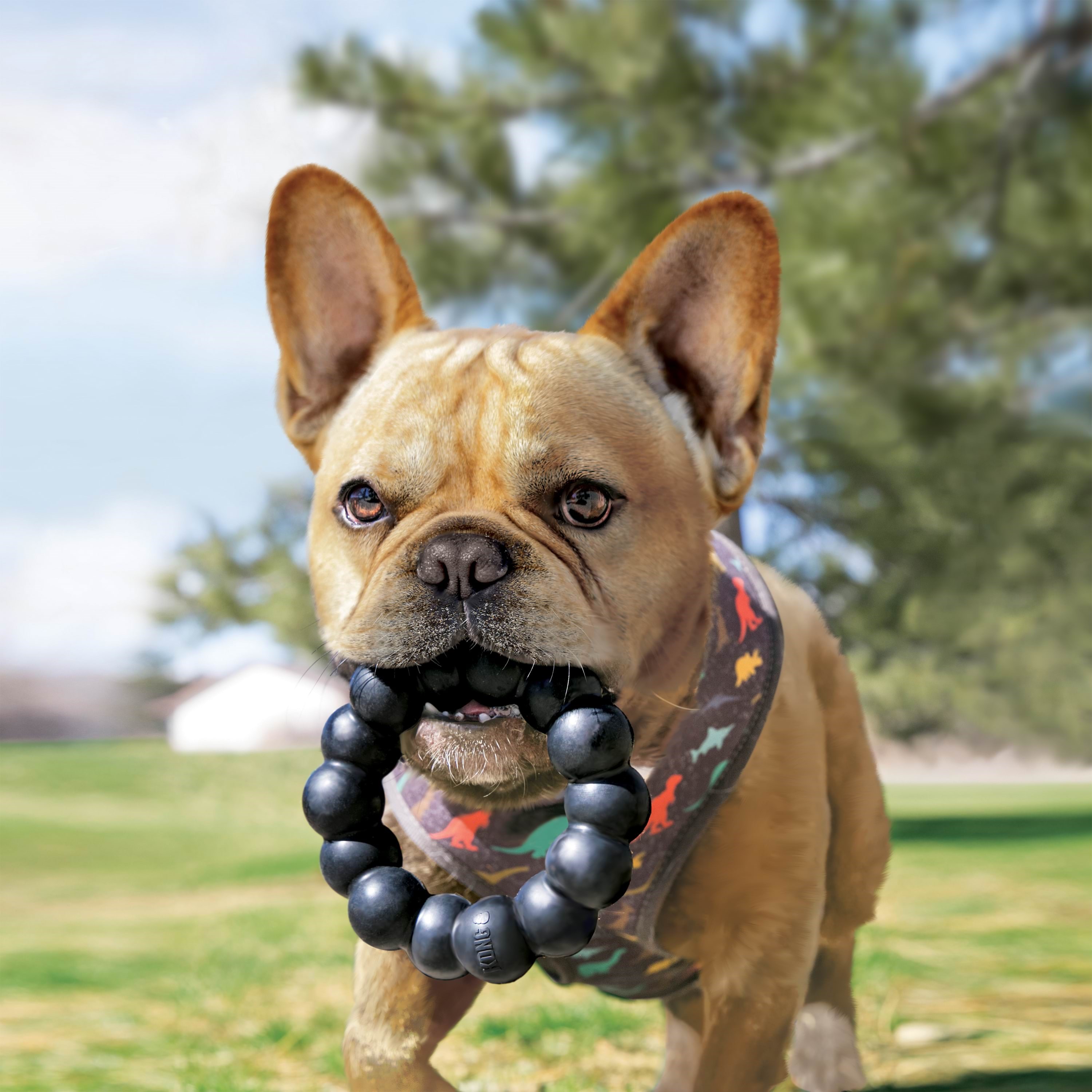 Kong Dog Toy Extreme Ring XL 13cm - Hunde