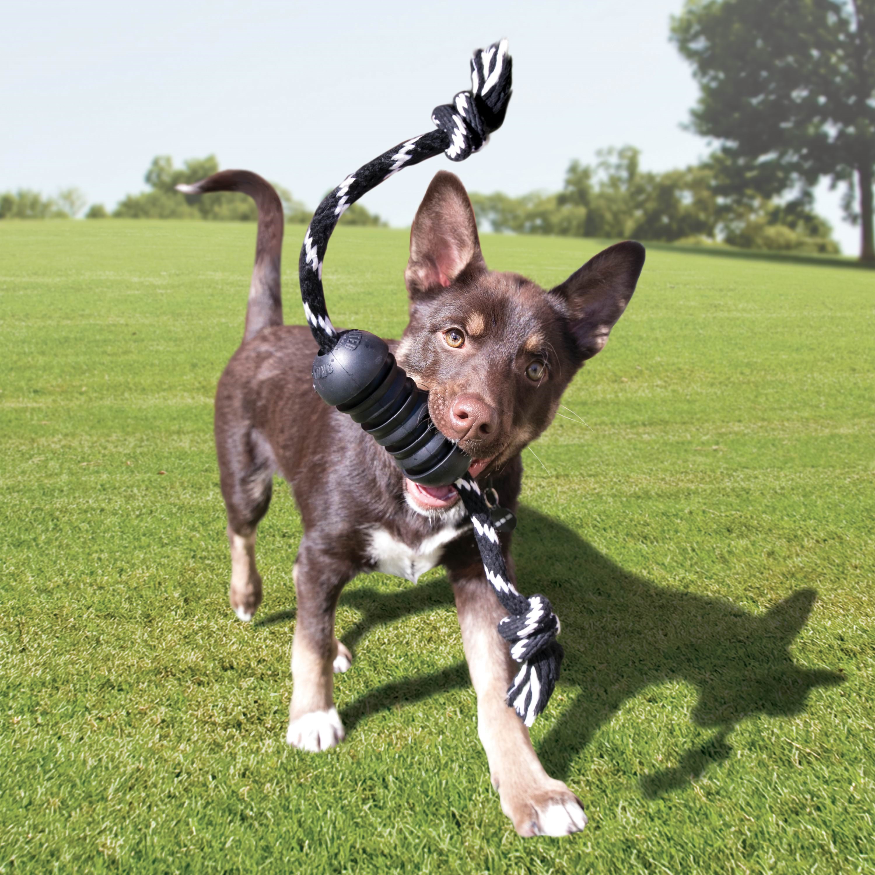 Kong Dog Toy Extreme Dental W/rope Medium - Hunde