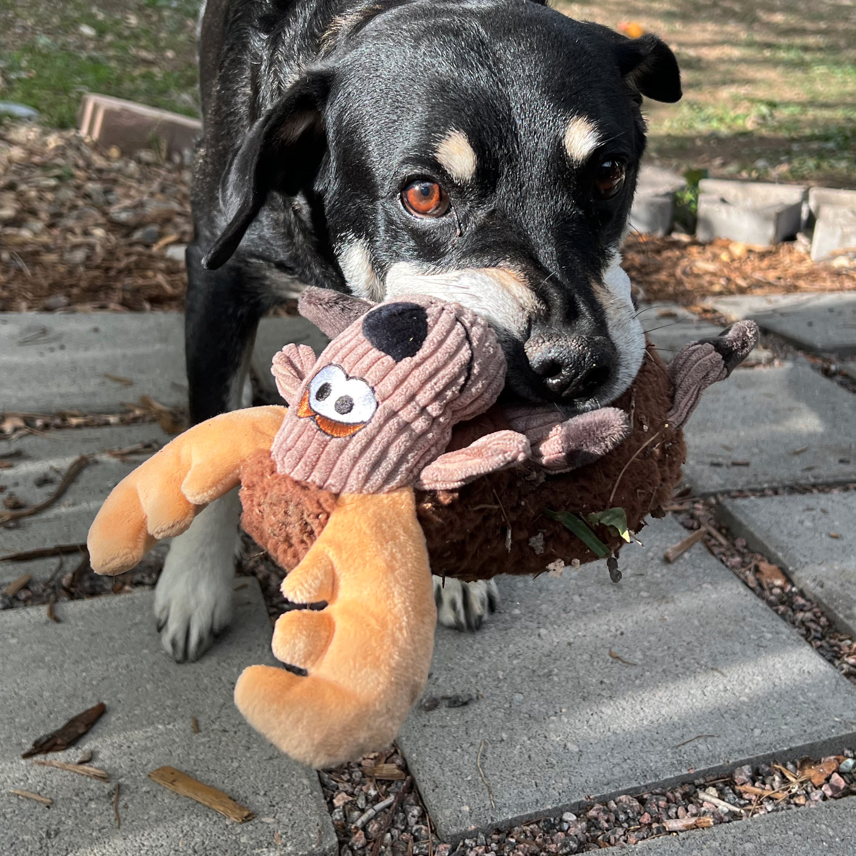 Kong Dog Toy Sherps Floofs Moose 25cm - Hunde