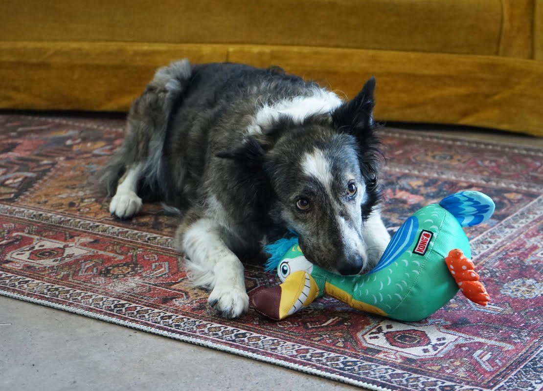Kong Hundespielzeug Ballistic Vibez Birds Mittel/groß 26cm