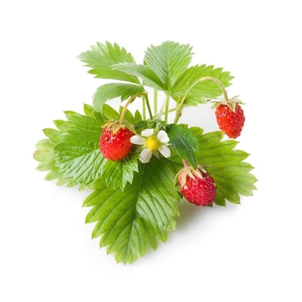 Click & Grow Click And Grow - Smart Garden Refill 3-pack - Wild Strawberry (Sgr24x3) - Smart Home