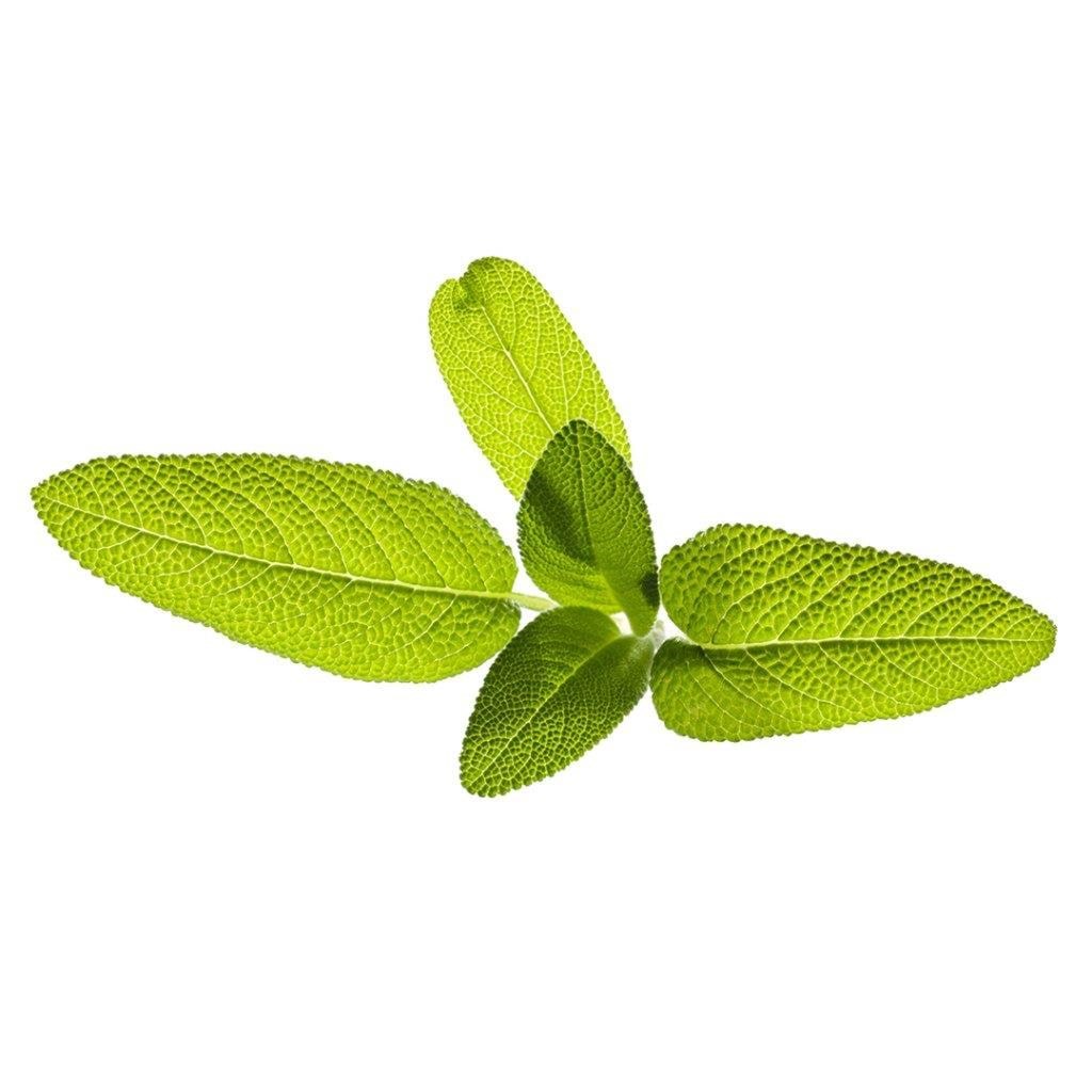 Click & Grow Click And Grow - Smart Garden Refill 3-pack Garden Sage - Smart Home Sgr7x3