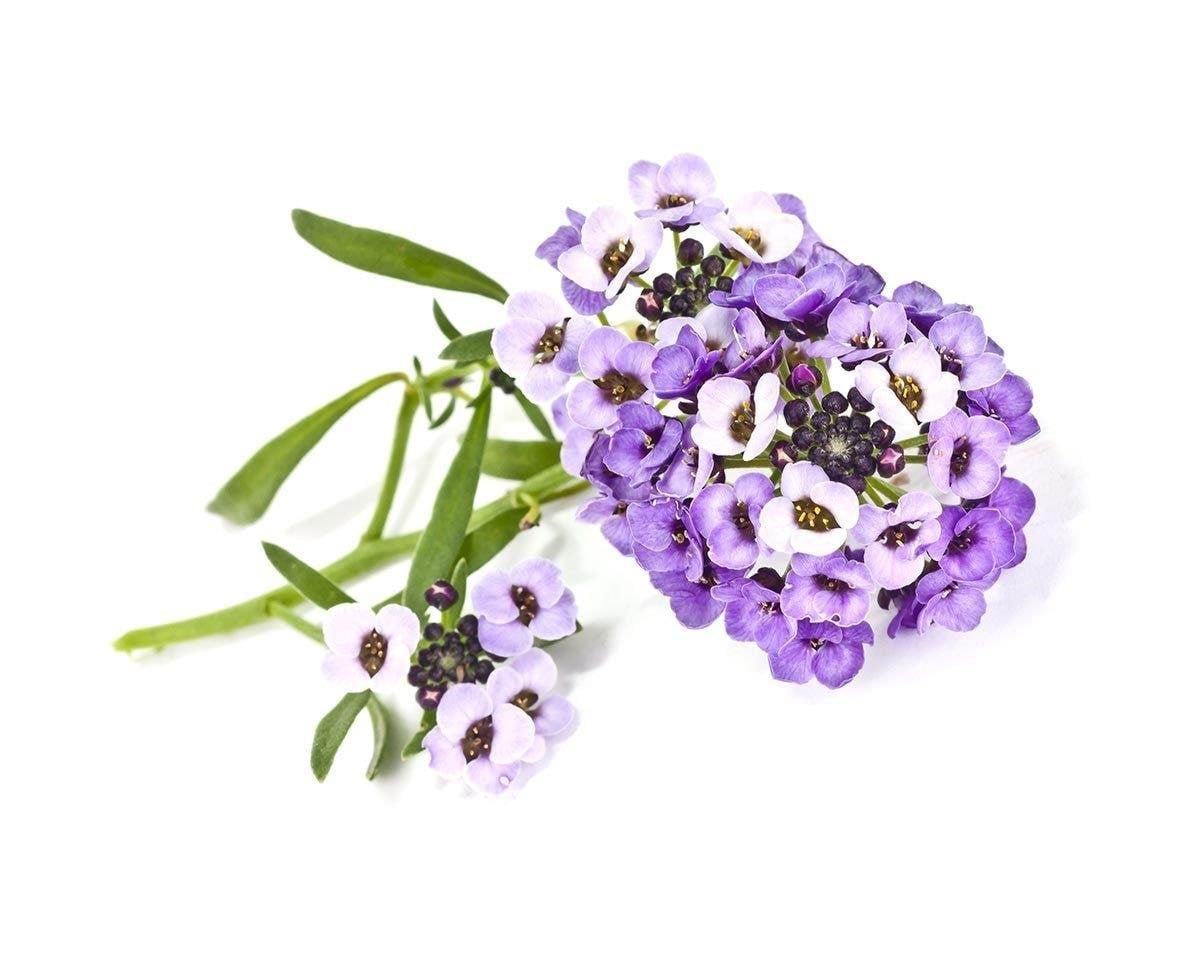 Click & Grow - Smart Garden Refill 3-pack Sweet Alyssum - Smart Home