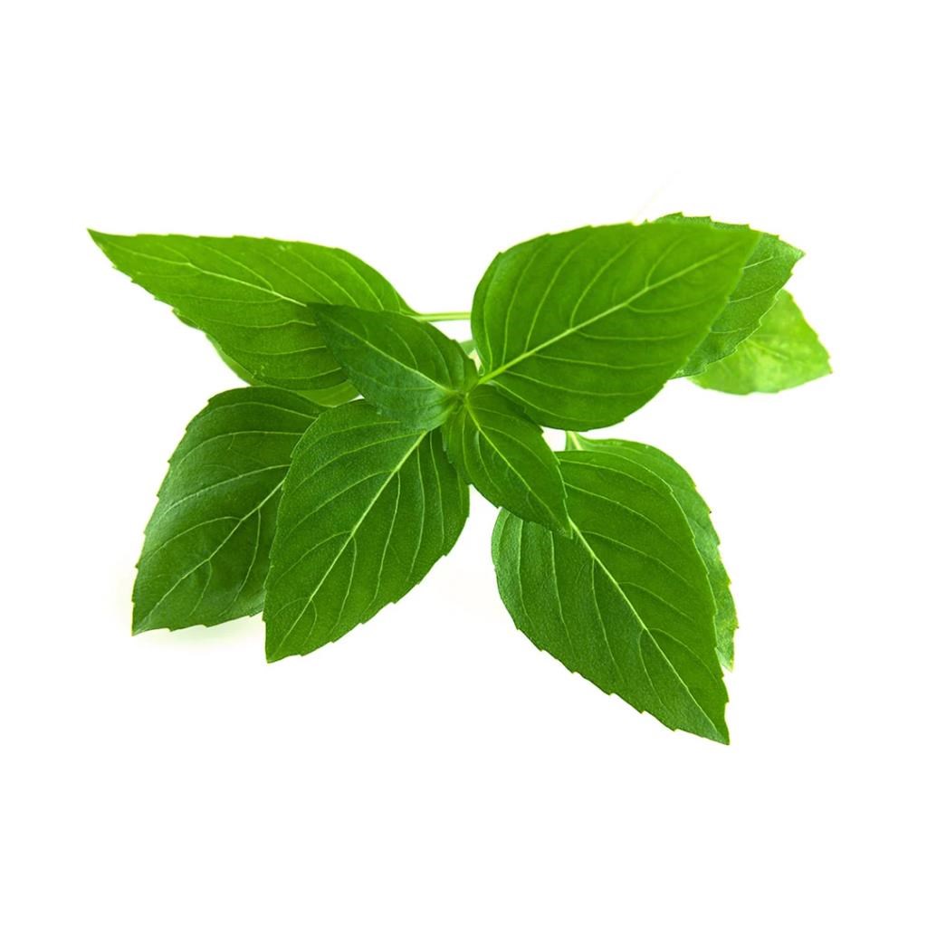 Click & Grow Click And Grow - Smart Garden Refill 3-pack Thai Basil - Smart Home