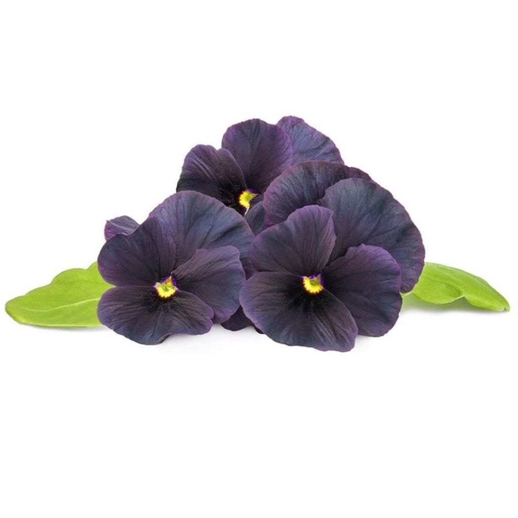 Click & Grow Click And Grow Smart Garden Refill 3-pack - Black Pansy - Smart Home