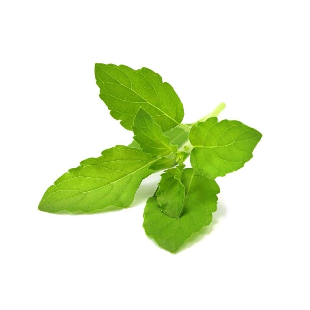 Click & Grow Click And Grow Smart Garden Refill 3-pack - Holy Basil - Smart Home Sgr66x3