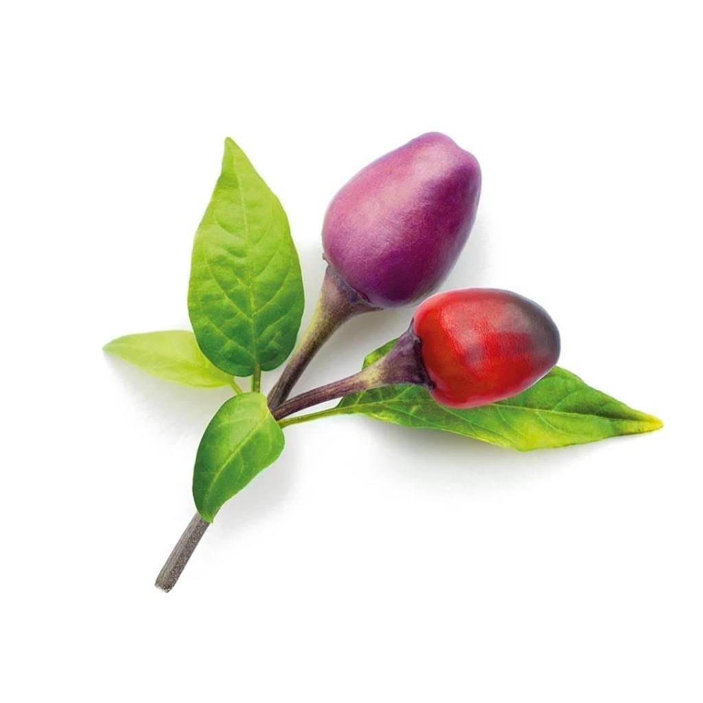 Click & Grow Smart Garden 9-pack Refill - Purple Chili Pepper - Gartengeraete