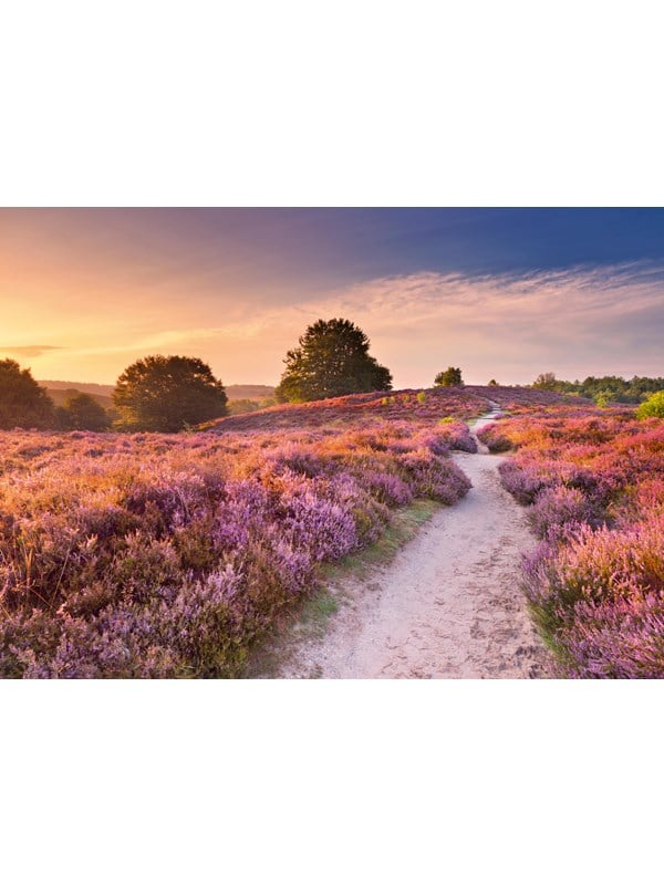 4005555017639 - Puzzle Beautiful Walkways - Traumpfad in Rosa