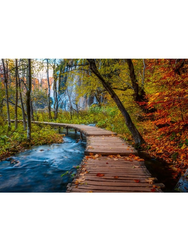 4005555017646 - Autumnal wood trail (1000)