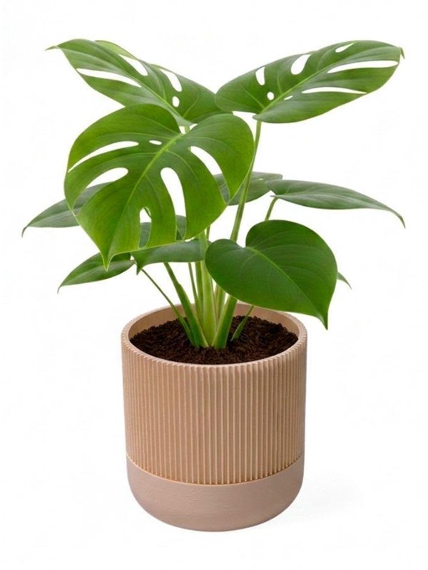 Simiu GROWLOFT - Flower Pot Shelter With Drip Tray - Ivory - 82cm high