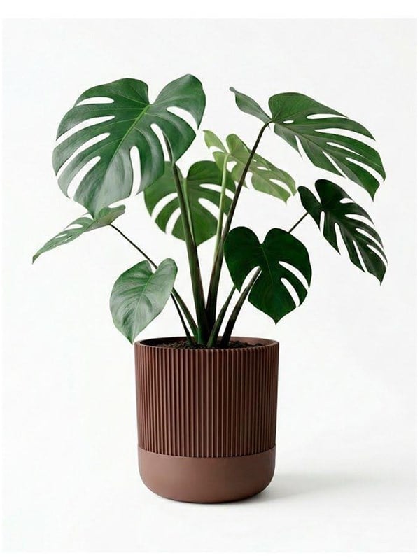 Simiu GROWLOFT - Flower Pot Shelter With Drip Tray - Mocha - 82cm high