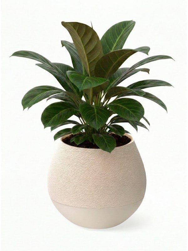 Simiu KAPKA - Flower Pot Shelter With Self-Watering System - Ivory - 115